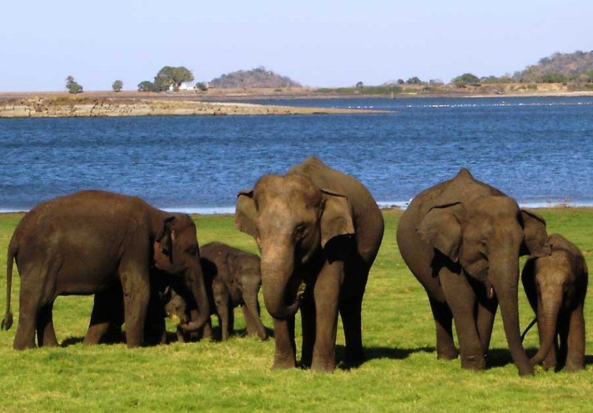 Minneriya National Park
